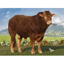 Semen Bovino Limousin - Toro Gentil Eba