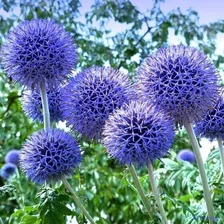 Plantas De Echinops Ritro!!!!!