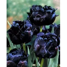 Tulipa Negras Flor Raríssima E Exótica 100 Sementes