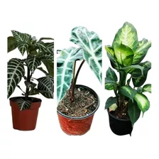 Alocasia Ala De Murcielago + Mariana + Afelandra Aphelandra