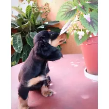 Cachorra Dachshund Miniatura Pelo Largo Salchicha