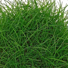 Eleocharis Minima In Vitro Aquaplante