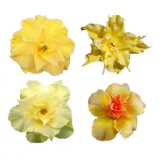 18 Sementes Rosas Do Deserto Amarelas Variadas Frete Gratis