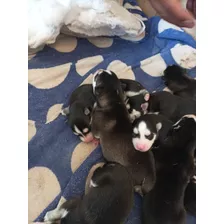 Perritos Husky Siberianos Bebes 