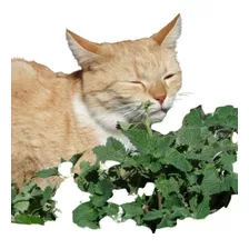 Frete Grátis + 100 Sementes De Catnip Erva Dos Gatos Nepeta 