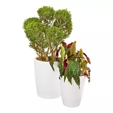 Jogo De 2 Vaso De Plantas Variados Flores Jardim Cd10 Cor Branco