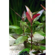 Pack 5 Althernantera Reineckii Planta Acuario Estanque