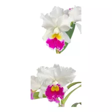 Orquídea Cattleya Semi-alba Muda (3078)