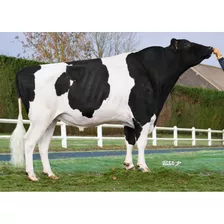 Semen Bovino Holstein - Lockstar