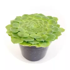 Bulbo Ou Muda De Aeonium Tabuliforme