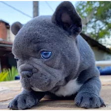 Bulldog Francés Exótico Blue Ojos Celeste Para Reservar 