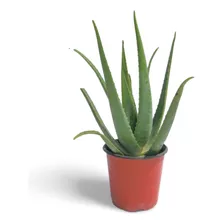 Planta Aloe Vera Con Arándanos Propiedades