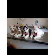 Filhotes De Husky Siberiano 