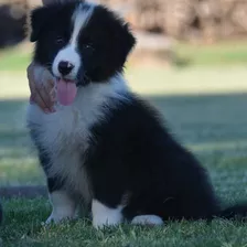 Cachorros Border Collie C/pedigree Fca (reserva)