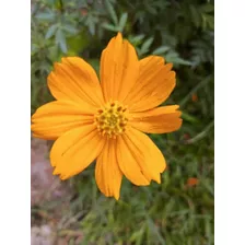 Semillas Flores Cosmos Naranja ( Bipinnatus)