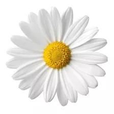 435 Sementes De Margarida Gigante Branca Flor/jardim/horta