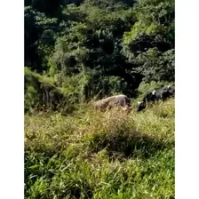 Vendo Finca En Constanza Para Ganado O Proyecto 537 Tarea