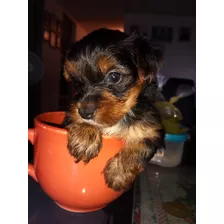 Yorkshire Terrier Legítimos