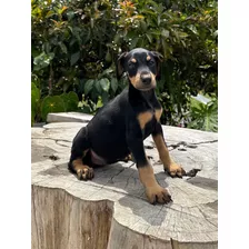 Cachorros Doberman Disponibles Hembras Negra