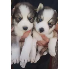 Husky Siberiano