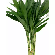 Bambu Da Sorte Planta Com 15 Mudas 40cm+ Suculenta De Brinde