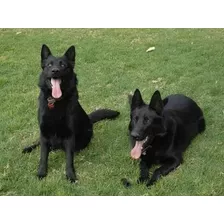 Vendo Cachorros Pastor Alemán Negro Sólido Línea De Trabajo