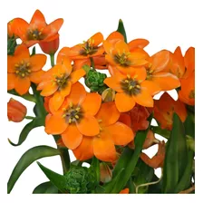 8 Bulbos De Ornithogalum Dubium! Naranjos!