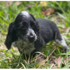 Cachorro Cocker Spaniel Ingles Machito