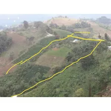 Vendo Finca Cafetera Huila Timana Con Casa Servicios Árboles