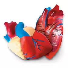 Modelo Anatomico Corazón De Espuma Blanda