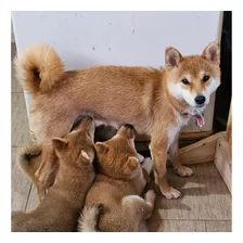 Cachorros Shiba Inu (reserva)