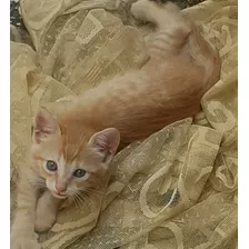 Gatito Naranja Angora Turco De 3 Meses. Come Pate.galleta