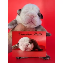 Hembras Con Pedigree ,.. Bulldog Ingles Cachorras Kcu