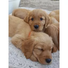 Golden Retriever Con Microchip De Autenticidad 