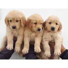 Golden Retriever Puros 250 Cada Uno 