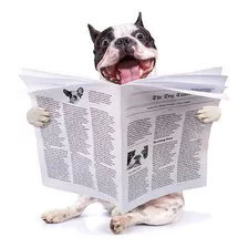 Jornal Para Pets Folhas Grandes E Limpas 10 Kg