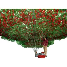1000 Sementes Tomate De Árvore Italiano Gigante Frete Grátis