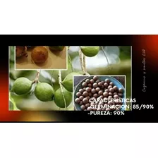 Semillas De Macadamia Libras