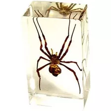 Spider Espécimen