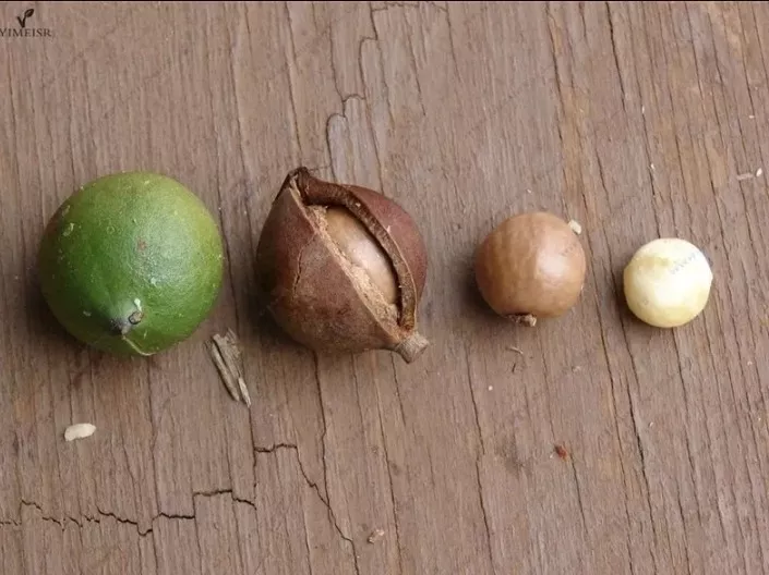 Semillas De Macadamia Orgánica Para Siembras Libra