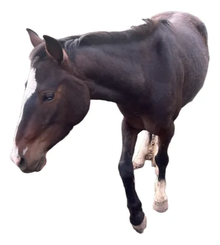 Primera imagen para búsqueda de caballos y yeguas en chillan