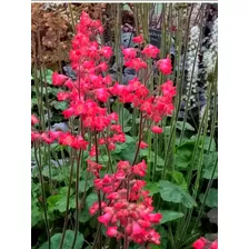 Plantas De Heuchera Verde