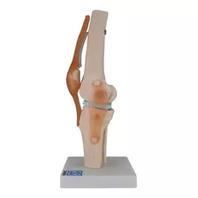 Modelo Anatómico Articulación Rodilla Prácticas Enseñanza 