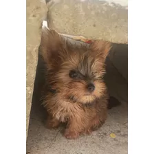 Yorkshire Terrier Mini