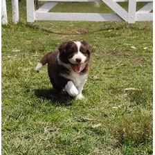 Reserva Cachorra/o Border Collie Chocolate 