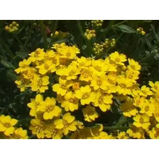 Sementes De Alyssum Perene Amarelo Flor