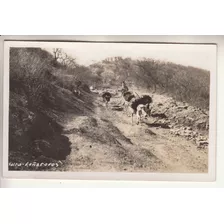 Antigua Postal Fotografia Burros Carga Leña Salta Argentina