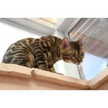 Hermoso Gato Bengal Rosetas