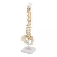 Coluna Vertebral Esqueleto - Anatomia Humana - 45cm