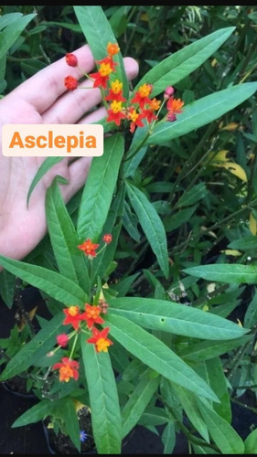 Asclepias Planta Exclenetes Ideal Mariposas, Divinas!